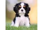 King Charles Cavalier For Sale