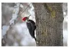 Woodpecker Removal Services