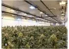growing hydroponic marijuana