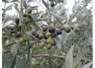 Get Top-Quality Varieties of Olive Trees for Sale