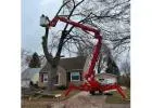 What time of year is best for tree service?